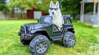 My Dog Reacts to Getting Her Own CAR!  Husky in a Power Wheels!