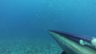 Carangidae  of the Strait during the storm-Spearfishing-Messina-05-11-2019-Chapter 1