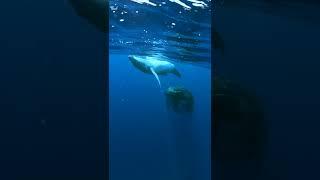 Humpback whale song: the most beautiful thing you'll ever hear! #shorts