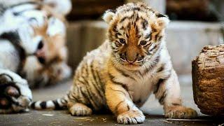 Meet the newborn tiger cubs