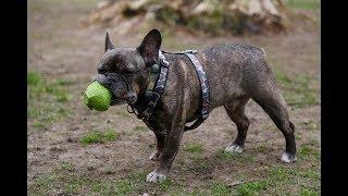 French Bulldog 101: Is the French Bulldog Right for You?