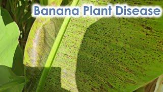 How to Treat a Diseased Banana Plant