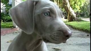 My Weimaraner Puppy Jolie