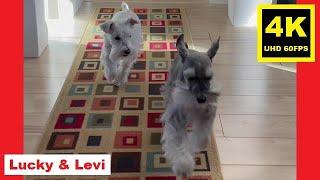 Marathon Runner - Miniature Schnauzer Brothers