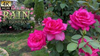 【4K ROSE】 The second blooms of the roses are splendidly in full bloom. バラの二番花が満開　#4khdr #rose