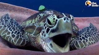 Sea Turtle Yawn is the CUTEST | The Dodo