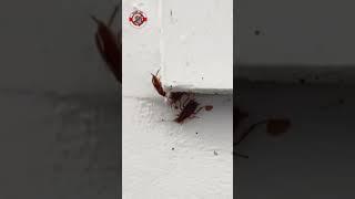‼️Самое популярное средство от тараканов‼️ Wb: 109817745