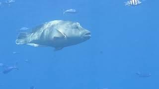 Морское чудовище. Рыба- наполеон, Красное море, Египет