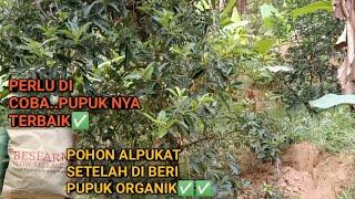 UPDATE POHON ALPUKAT SETELAH PEMBERIAN PUPUK ORGANIK