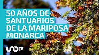 Se cumplen 50 años del descubrimiento de migración de la mariposa monarca