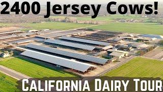 2400 Jerseys on This Beautiful California Dairy Farm!