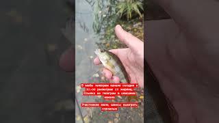 Жерлицы на халяву #рыбалка #рыбак #нарыбалке