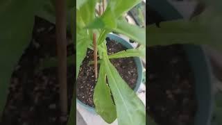 Explore my winter ️ harvest #balconycrops #carrots #cauliflower #strawberry