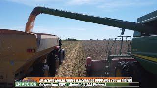 Cosechando maíz de 9000 kilos en Entre Ríos -  Estelio Ludi