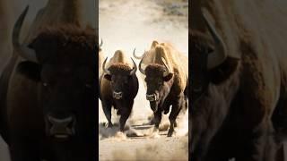Buffalo Stampede in Slow Motion