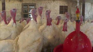 Raising turkeys is "kids play" at the Geiger Farm in North Boston