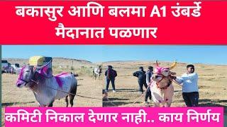 बकासुर आणि बलमा A1 उंबर्डे मैदानात पळणार #bailgada