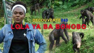 DECOUVERTE 243 A LOLA YA BA BONOBOS  #BONOBOS PRIMATE PARK / ORPHELINS BONOBOS .RDC /TOURISME/BONOBO