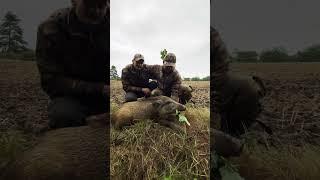 Das kam unerwartet! Junges Wildschwein *Fadl* um 0700 erlegt  Weidmannsheil!