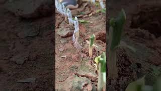 how to graft an orange tree#shorts #grafting #satisfying #shorts