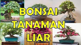 JENIS BONSAI TANAMAN LIAR - IDE BONSAI TANAMAN LIAR