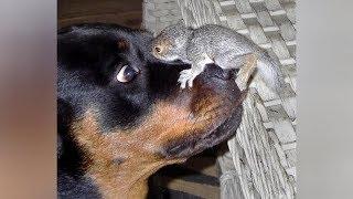 Top FUNNY SQUIRREL VIDEOS - PREPARE YOURSELF to LAUGH ULTRA HARD!