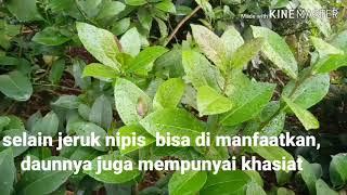 Khasiat rebusan Daun JERUK NIPIS