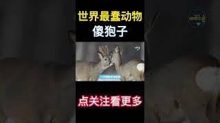 傻狍子到底有多傻？笨的要死为何没灭绝？丨地球之最#冷知识 #排名 #世界之最#世界最蠢动物#top10#动物#shorts