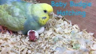 Baby Budgie Hatching