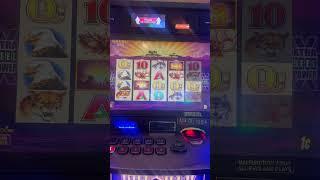 Buffalo Slots 🪙 Bonus Video #buffaloslot #casino #slotmachinebonus