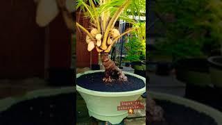 BONSAI KELAPA BERBUAH DAN TERMAHAL.