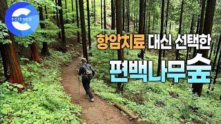 편백나무숲은 암 치료에 도움이 될까? |  병원 대신 찾은 축령산 치유의 숲 | 피톤치드