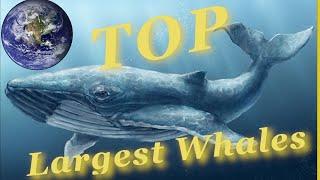 TOP Largest Whales in the World