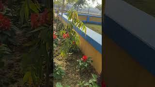 #flowers #school