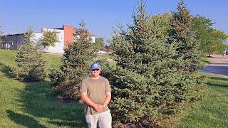 Black Hills Spruce (Picea glauca var. densata) / Landscaping Problem