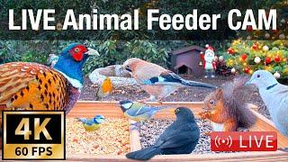 LIVE 4K 60fps Bird Feeder Cam - Hedgehog & Bird Watching (3D Audio) ASMR HQ