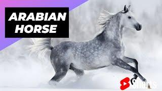 Arabian Horse  One Of The Most Beautiful Horses In The World #shorts #arabianhorse #horse