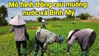 Mô Hình Trồng Rau Muống Nước Ở Xã Bình Mỹ Củ Chi