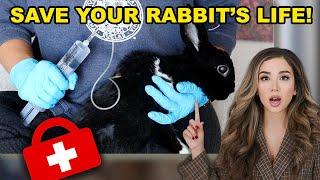 This will Save Your Rabbit’s Life! (SubQ Fluids)