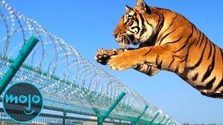 Top 10 Greatest Zoo Animal Escapes