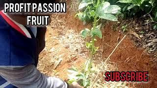 PASSION FRUIT FARMING,PRUNING