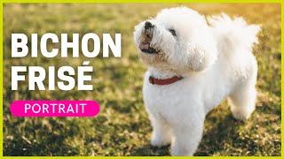 BICHON FRISÉ | Rasseportrait | Charakter, Haltung & Pflege