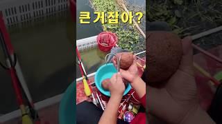 대물낚시? #자동고패질 #고패킹 #우럭낚시