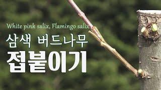 접붙이기 방법, 화이트핑크 셀릭스(삼색 버드나무) 접목하기ㅣ가지접, 쪼개접목