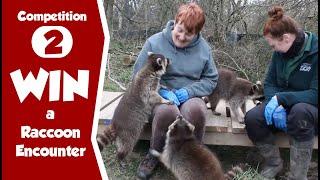 Win a Raccoon Encounter at Northumberland Zoo - Watch to Win!