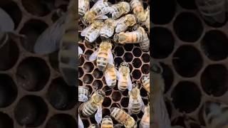 Ранние матки сеют с 5 мая #пчеловодство #пчеловодство2024 #пчелаглу