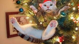 Funny Christmas Animal Videos – Cats and Dogs on Holidays 