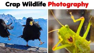 Crappy Wildlife Photos That Are So Bad They’re Good
