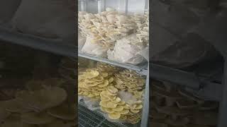 Big Golden Oyster Crop