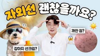 강아지는 선크림 안 발라줘도 되나요?  | 설채현 행동학 수의사